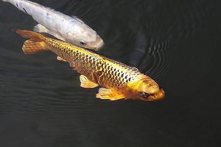 brocade-carp-1298624_640.jpg