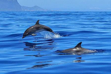 dolphin-2691864_640 (1).jpg