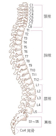 脊椎圖