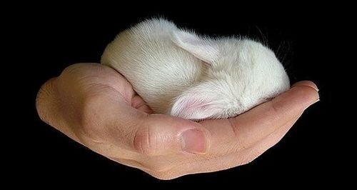 cutiebabyanimals10.jpg