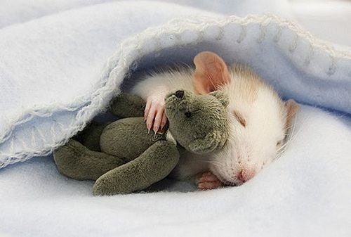 cutiebabyanimals37.jpg