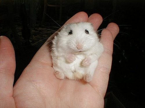cutiebabyanimals04.jpg