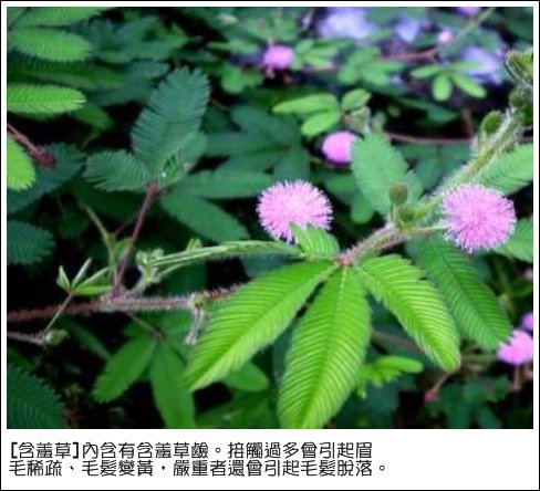 含羞草.bmp