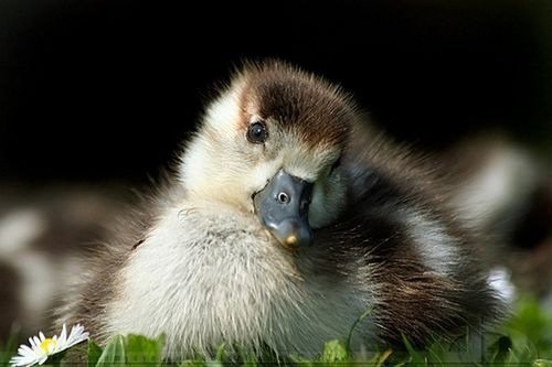 cutiebabyanimals07.jpg