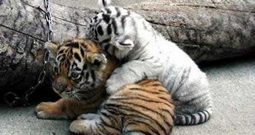 cutiebabyanimals21.jpg