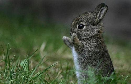 cutiebabyanimals02.jpg