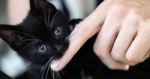 cutiebabyanimals19.jpg