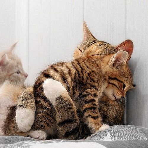 cutiebabyanimals06.jpg