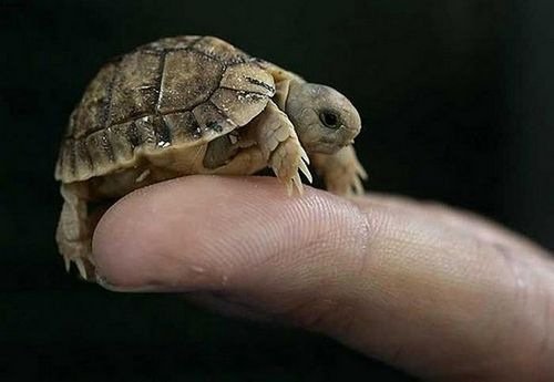 cutiebabyanimals36.jpg