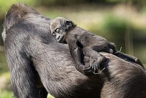 cutiebabyanimals25.jpg
