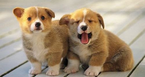 cutiebabyanimals11.jpg