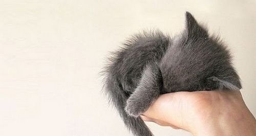 cutiebabyanimals08.jpg