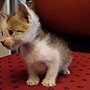 DSC07070.JPG