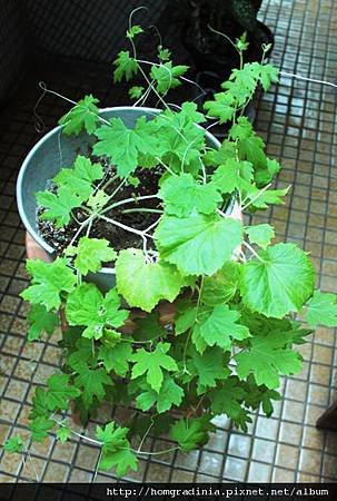 苦瓜籽發芽0725PH.jpg