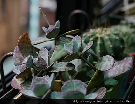 江戶紫阡插開花20120204-2BL.jpg