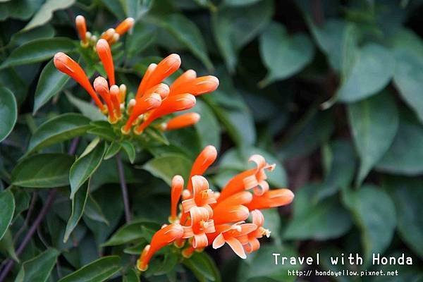 苗栗景點銅鑼炮仗花海公園-炮仗花走廊