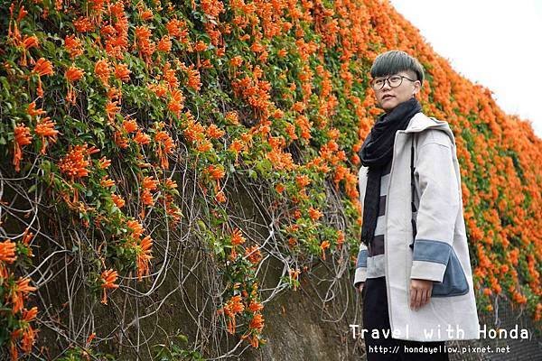 苗栗景點銅鑼炮仗花海公園-炮仗花走廊