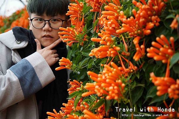 苗栗景點銅鑼炮仗花海公園-炮仗花走廊