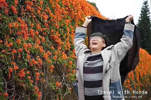 苗栗景點銅鑼炮仗花海公園-炮仗花走廊