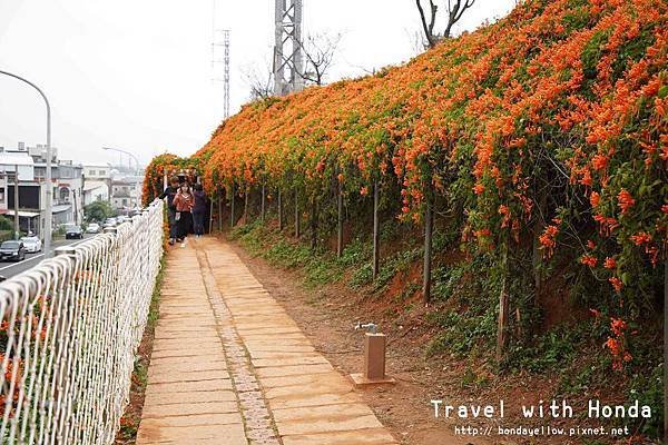 苗栗景點銅鑼炮仗花海公園-炮仗花走廊