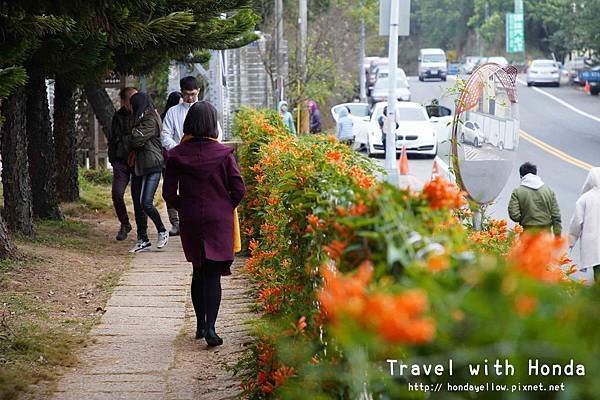 苗栗景點銅鑼炮仗花海公園-炮仗花走廊