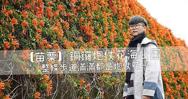 【苗栗】銅鑼炮仗花海公園｜整條步道滿滿都是炮仗花.jpg