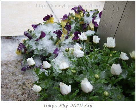 20100417-DSCF0296.jpg