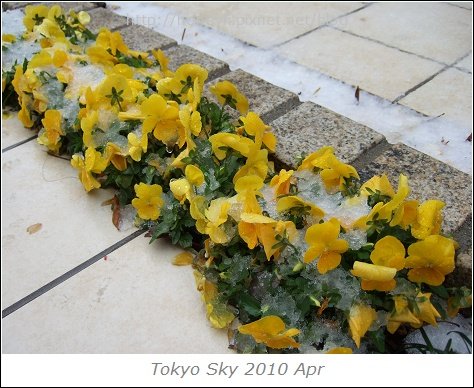 20100417-DSCF0297.jpg