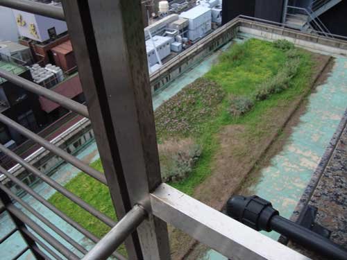 ginpachi_green_roof.jpg