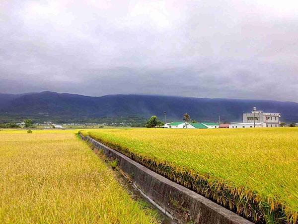 池上飯包8