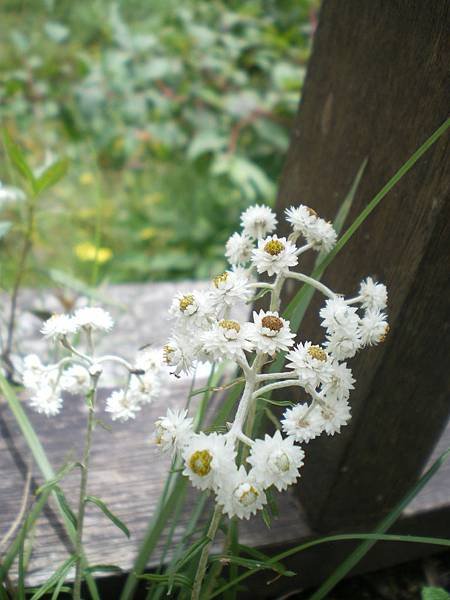 白花香青