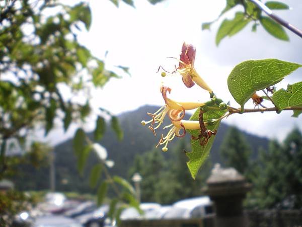 高山金銀花