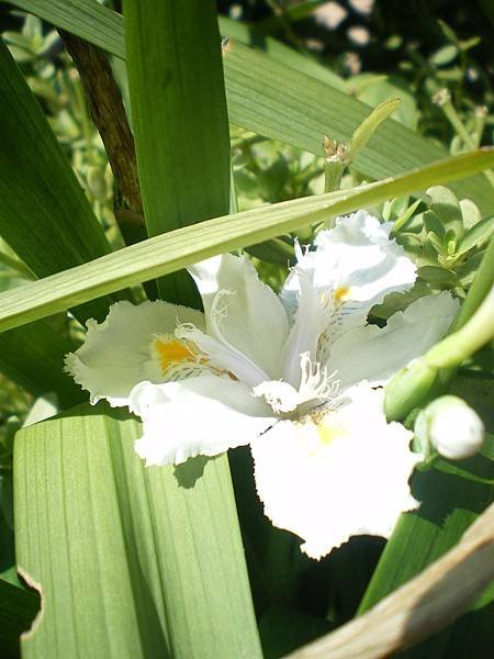 日本鳶尾花5