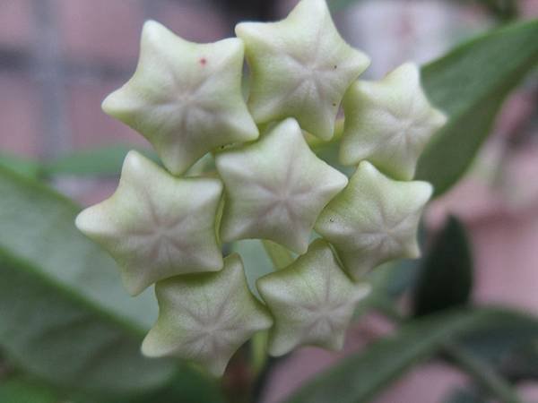 hoya bella