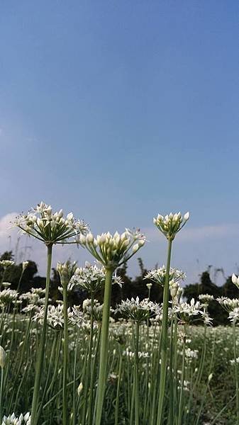 大溪中新里韭菜花海 (3)