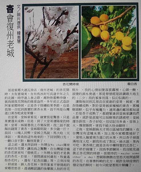 〈中華副刊〉杏會復州老城 (3).jpg