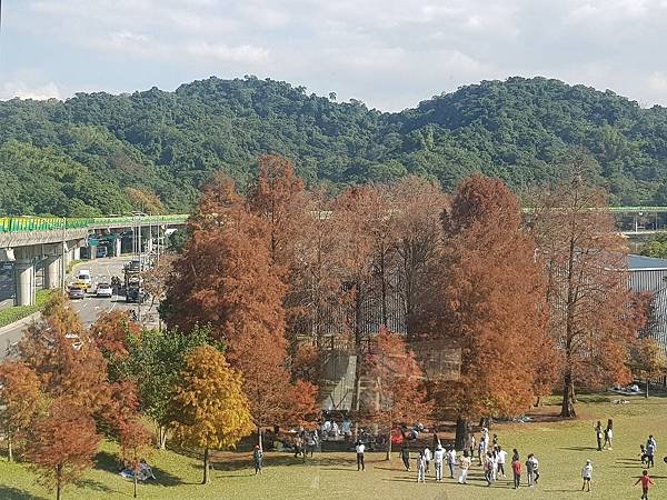 大湖公園落羽松(金門日報)