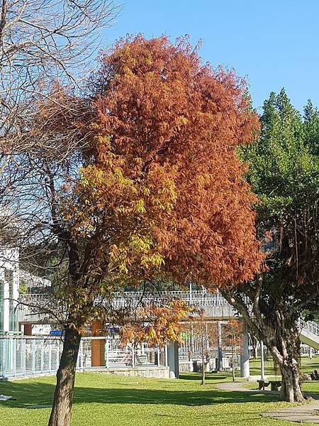 大湖公園落羽松(金門日報)