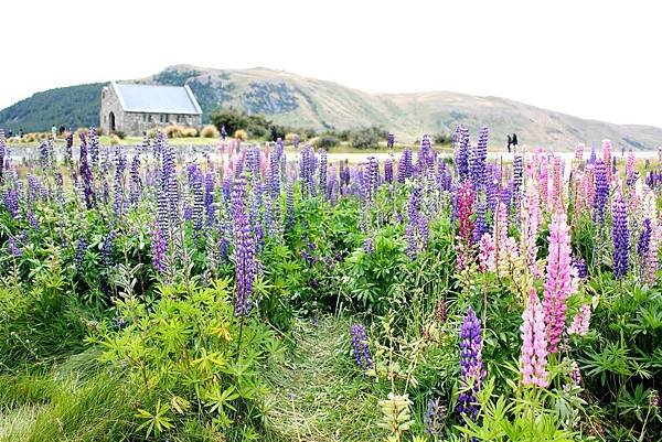 Lupins on Lake Tekapo with Church of the Good Shepherd