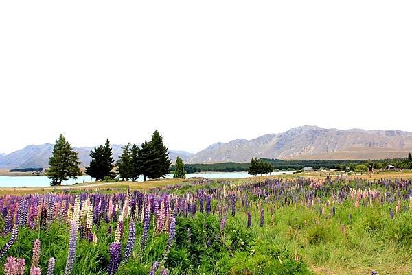 The lupins on Lake Tekapo