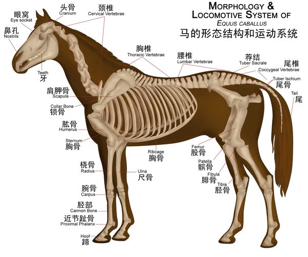 Horseanatomy.jpg