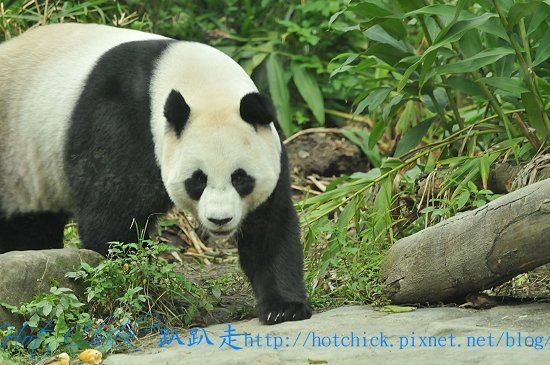 panda04.jpg