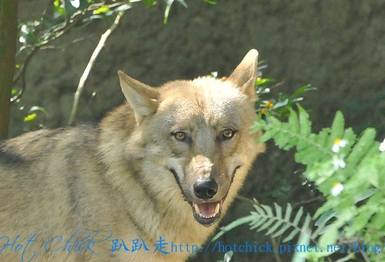 1031wolf01.jpg