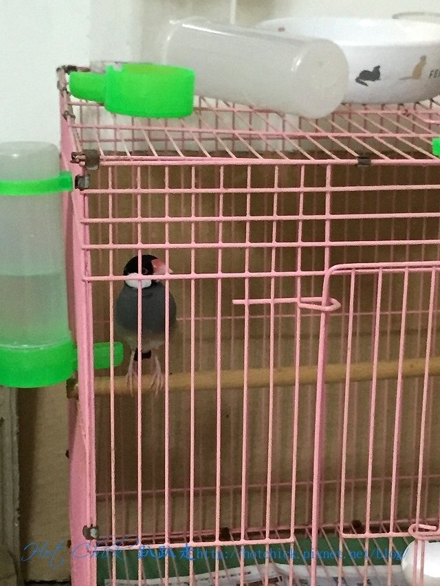 bird01.jpg