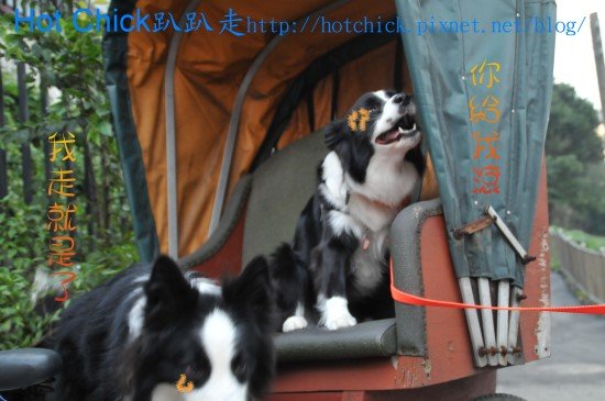 woof11.jpg
