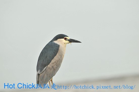 bird08.jpg