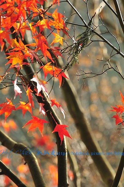 maple05.jpg