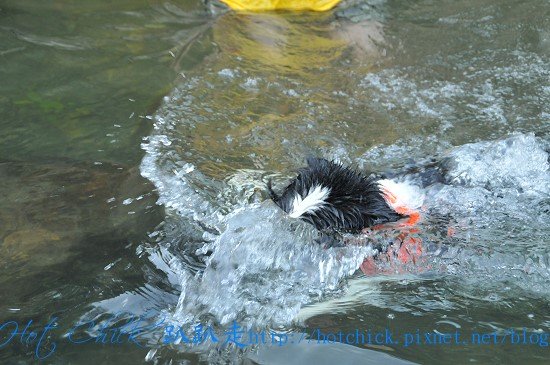 dive05.jpg