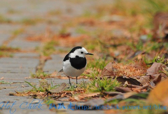 birds08.jpg
