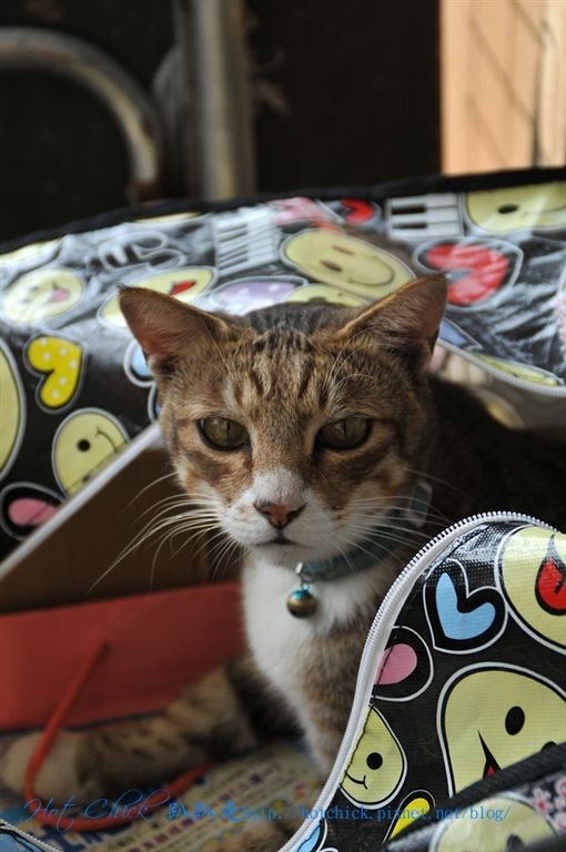 catpart208.jpg